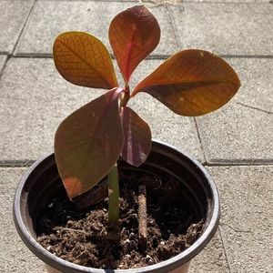 Healthy Synadenium Grantii Rubra Lechero Africano Planta De La Vida 9 1/2” Tall